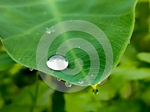 Rain drops on a green leaf