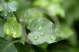 Rain drops on green leaf