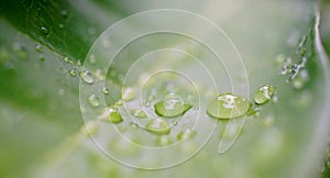 Rain drops on green leaf close up shot, Refresh nature background