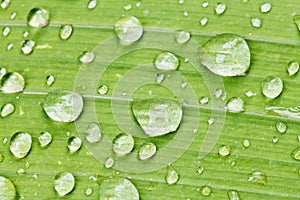 Rain drops on green leaf of iris close up