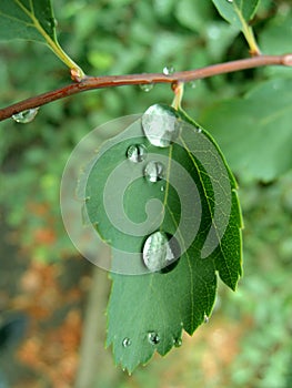 Rain Drops On A Green Leaf Macro Shot