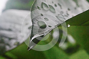 Rain drops on green leaf, Nature background after raining