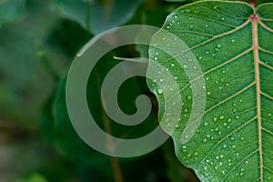 Rain drops on green leaf over the blurry leaves background with copy space. winter and rainy concept