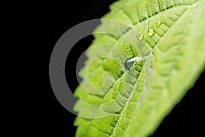 Rain drops on green leaf plant on black background. Selective focus. Nature concept