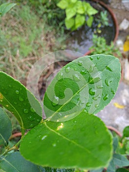 Rain drops on green leaf after the rain on a rainy season. beautiful nature background.