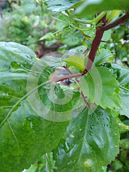 Rain drops on green leaf after the rain on a rainy season. beautiful nature background.