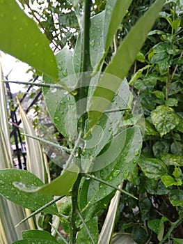 Rain drops on green leaf after the rain on a rainy season. beautiful nature background.