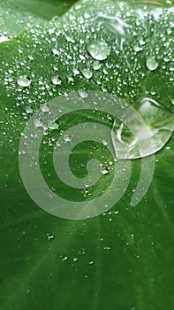 Rain drops on a green leaf at rainy day