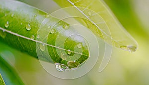 Rain drops on green leaf, Refreshing nature background