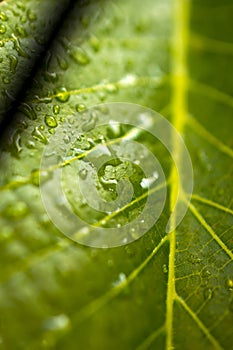 Rain drops on a green leaf with shallow dof