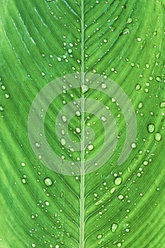 Rain drops on green leaf of `Ctenanthe Compressa` plant photo