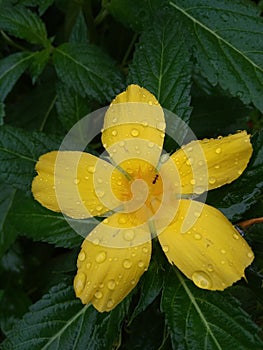 Rain drops on green leaf and yellow flower after the rain on a rainy season. beautiful nature background.