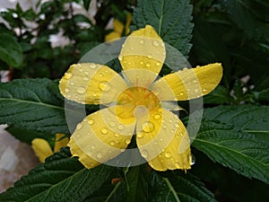 Rain drops on green leaf and yellow flower after the rain on a rainy season. beautiful nature background.