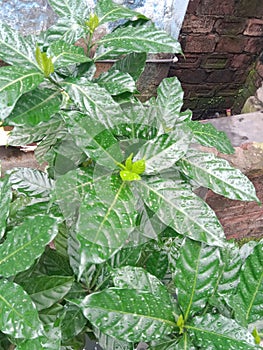 Rain drops in green leafs