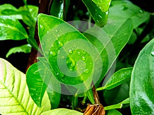 Rain drops on green leaves.