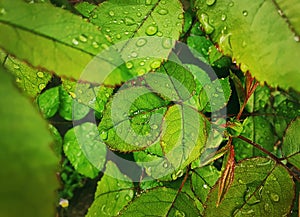 Rain drops on green leaves. Close up rose leaf with dew droplets. Natural background textures