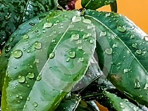 rain drops on green leaves,macro,backrgrounds