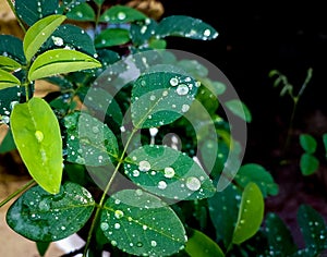 Rain drops on green leaves, nature photography, natural background, patterns on leaf wallpaper