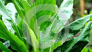 Rain drops on green leaves. Nature rainy season background.