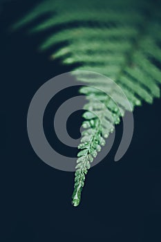 Rain drops on green lush fern leaves trendy style image filter