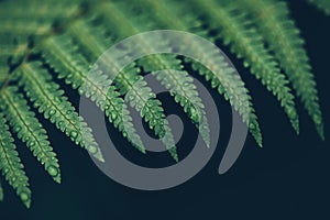 Rain drops on green lush fern leaves trendy style image filter