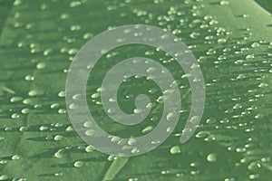 Rain drops on the green rainproof tent sheet.