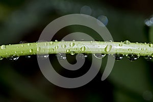 Rain drops on green stem