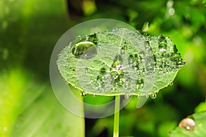 Rain drops on green Tropaeolum magus garden nasturtium plant in the early morning