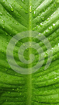 Rain Drops on Huge Green Plant Leaf