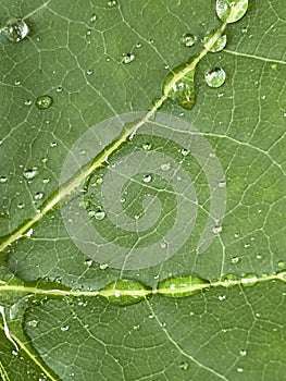 Rain drops keep falling.