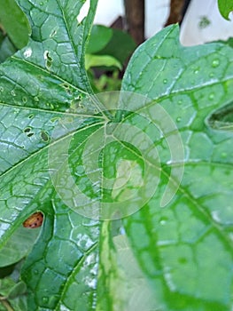 Rain drops with lady bird insect on the wide green leaf of bitter gourd vine on the tree