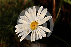 Rain drops on a late blooming daisy