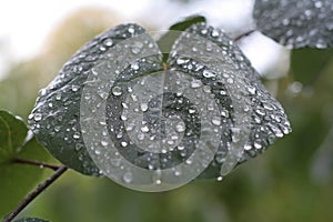 Rain drops on leaf