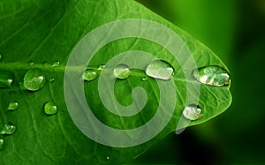 Rain drops on a leaf