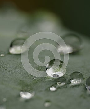 Rain drops on a leaf