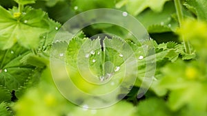 Rain drops on the leaf during a day