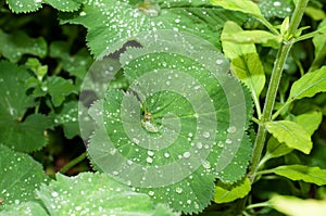 Rain drops on the leaf of a ladys mantle