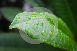 After the rain, the drops on the leaf make the nature feel Greener and fresh photo