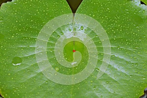 Rain drops on a leaf at a park