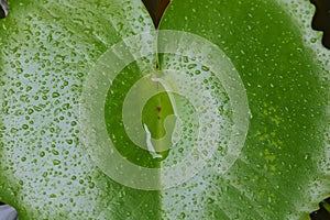 Rain drops on a leaf at a park