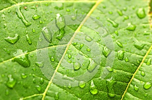 Rain drops on the leaf in the rainy weather