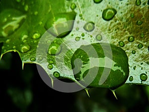 Rain drops on the leaf after the rain