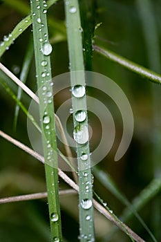 Rain drops on leafs macro background high quality