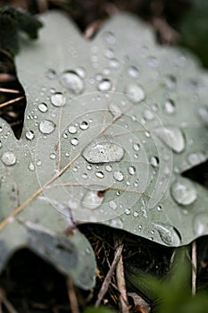 Rain drops on leafs macro background high quality