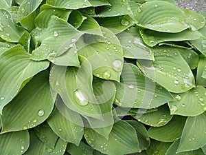 Rain drops on the leave