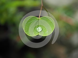 Rain drops on leaves.