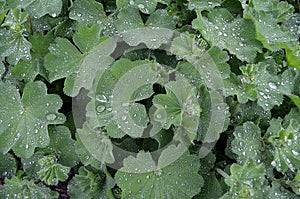 Rain drops on the leaves