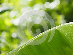 Rain drops on the leaves banana on blurred of nature background