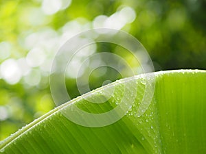 Rain drops on the leaves banana on blurred of nature background