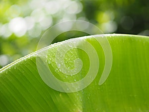 Rain drops on the leaves banana on blurred of nature background